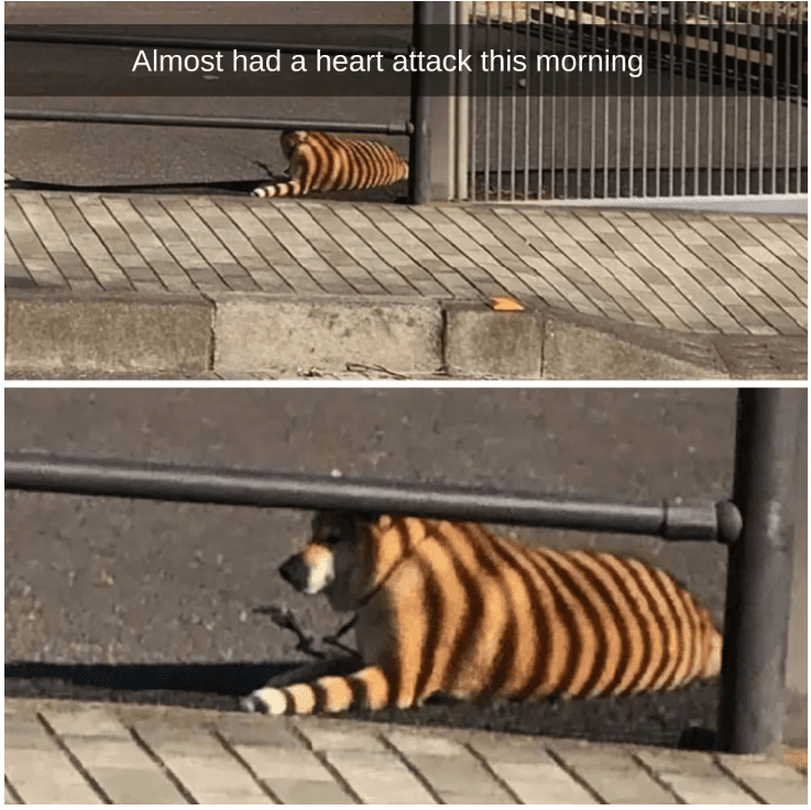 Two images. First: "Almost had a heart attack this morning" there is tiger next to the fence. Second: Moving closer, it's a dog with shadows from the fence.