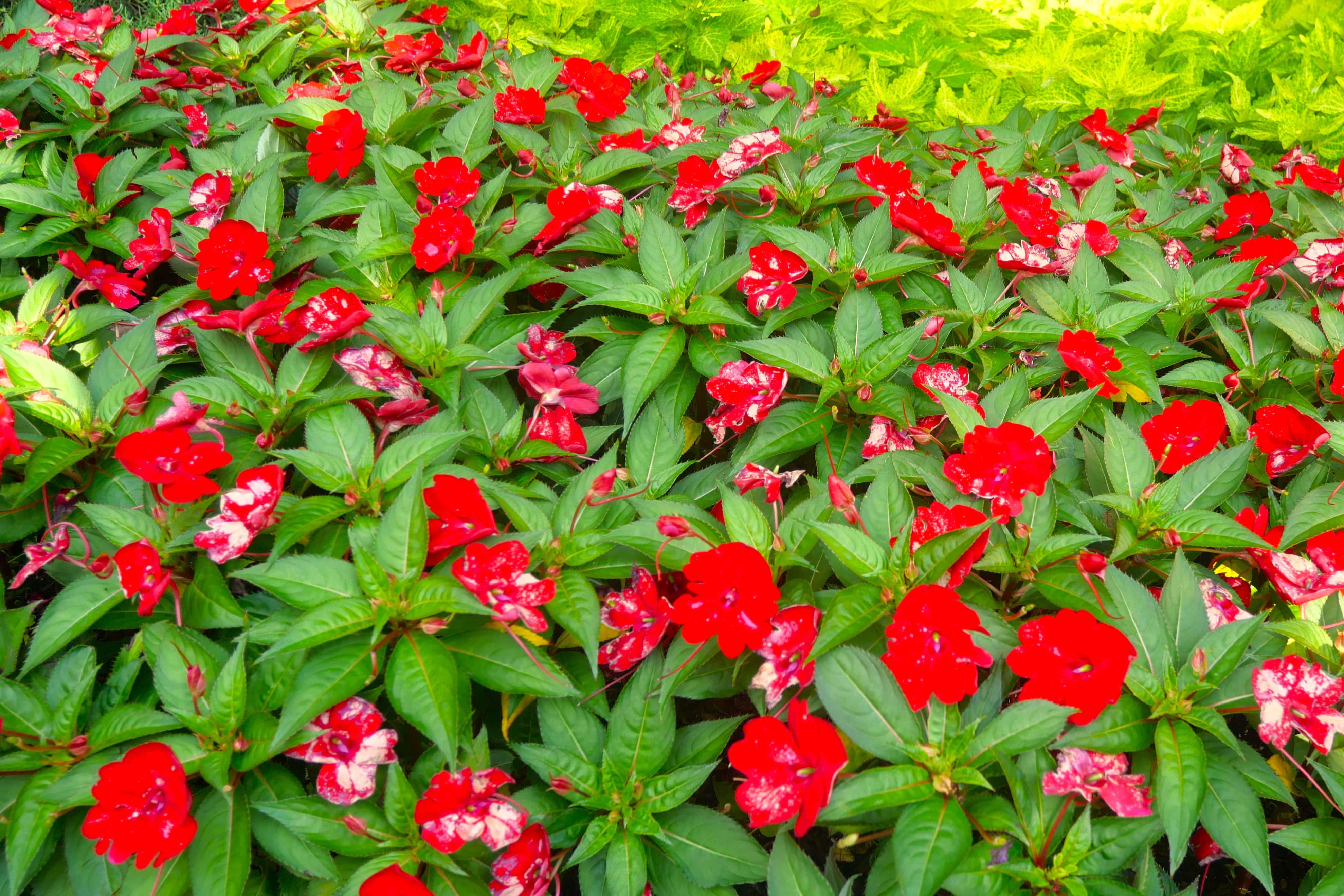 The Theme of the Day: Theme - Simple Talk