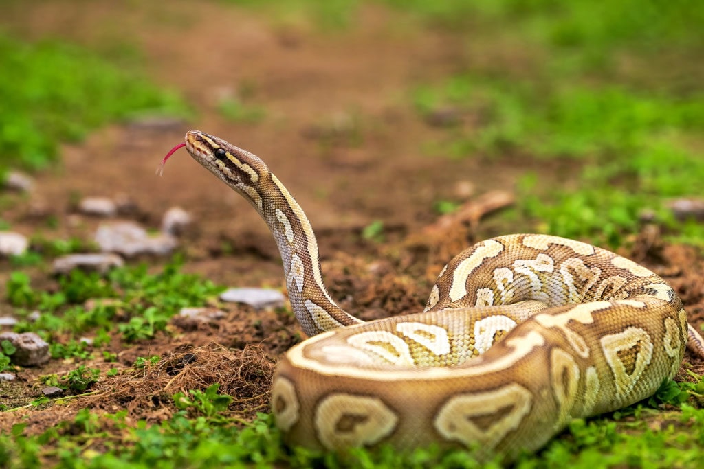 An image of a python snake.