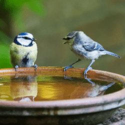 two birds chatting at a birdbath