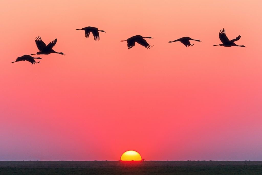 A flock of bird in flight, representing how to release value faster and with fewer errors